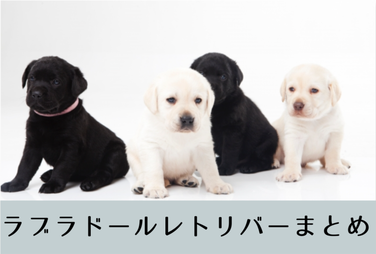 とっても賢いラブラドールレトリバー